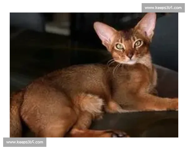 巴舒亚伊痛失爱猫 Kiyo:那个拼尽全力守护的小天使,终究离开了 巴舒亚伊痛失爱猫 Kiyo:那个拼尽全力守护的小天使,终究离开了