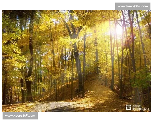 晨雾与羽翅:鸟里的早安启示 晨雾与羽翅:鸟里的早安启示